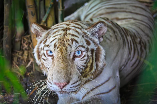 White tiger in zoo