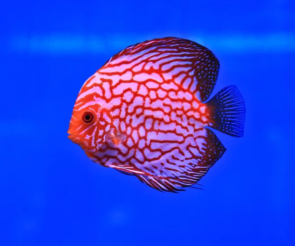 Fish in the aquarium glass