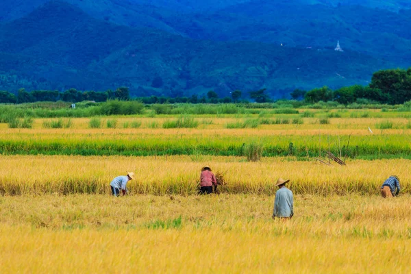 Rice harvested