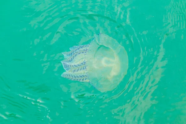 Sea jellyfish floating in the sea