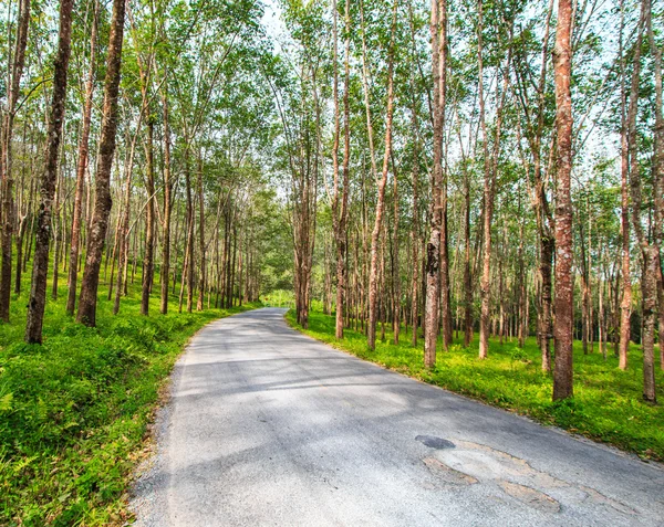 Street tree tunnel