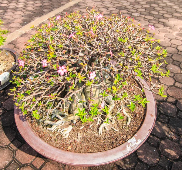 Desert Flower, adenium obesum