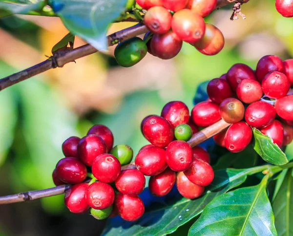 Coffee beans arabica on tree