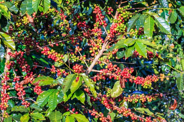 Coffee beans arabica on tree