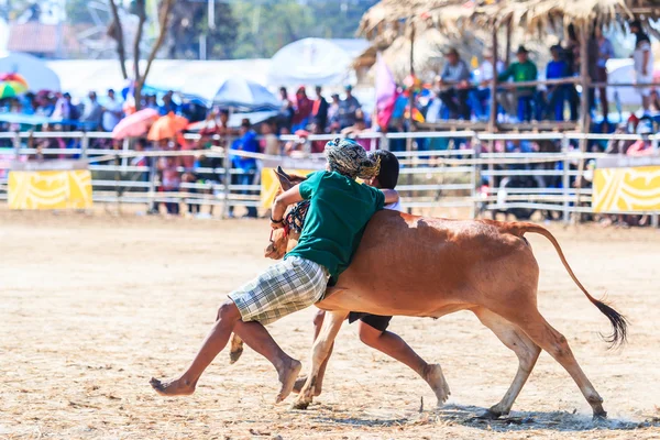143rd Cow Racing Festival