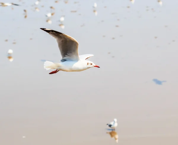 Seagull bird on migration