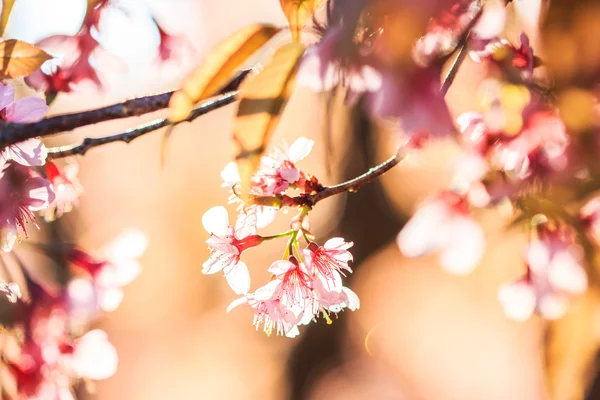 Sakura flowers background