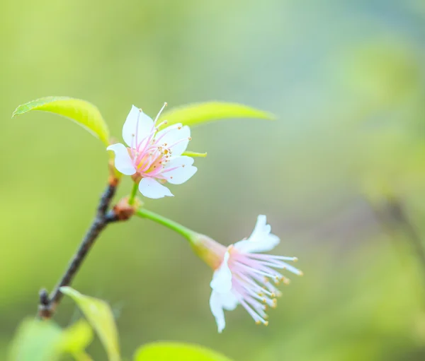 Cherry blossom