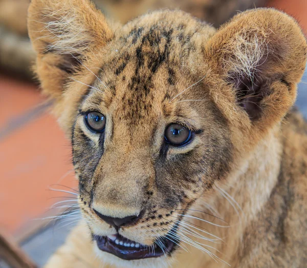 Cute Lion cub