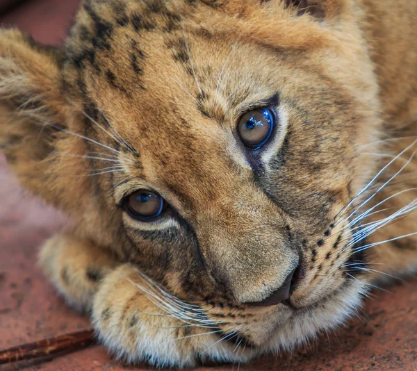 Cute Lion cub