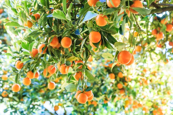 Orange tree in Farm