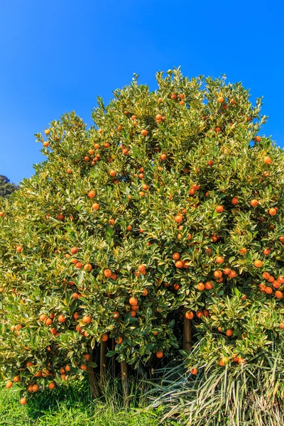 Orange tree on Farm
