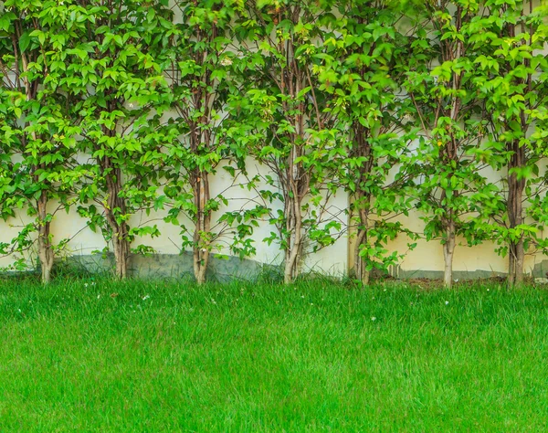 Green grass leaves wall tree