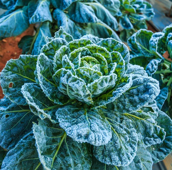 Frosted vegetables in  field