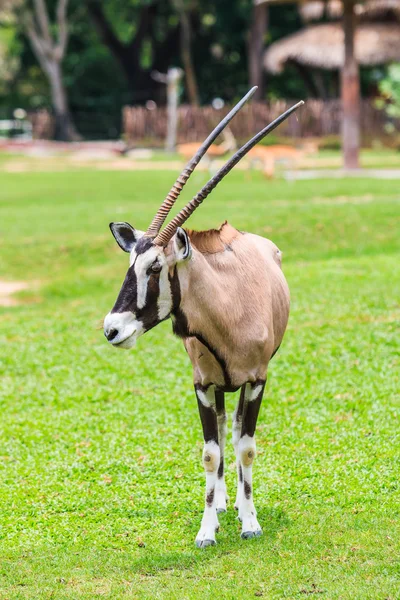 Gemsbok antelope animal
