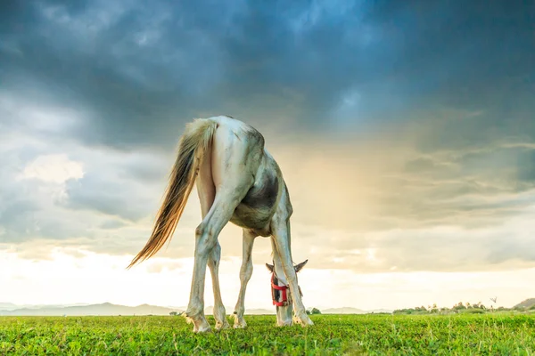 Horse grazing on pasture