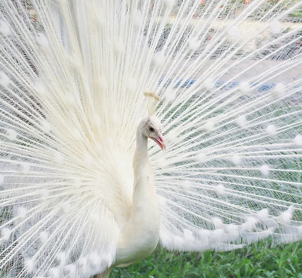 White Peacock bird