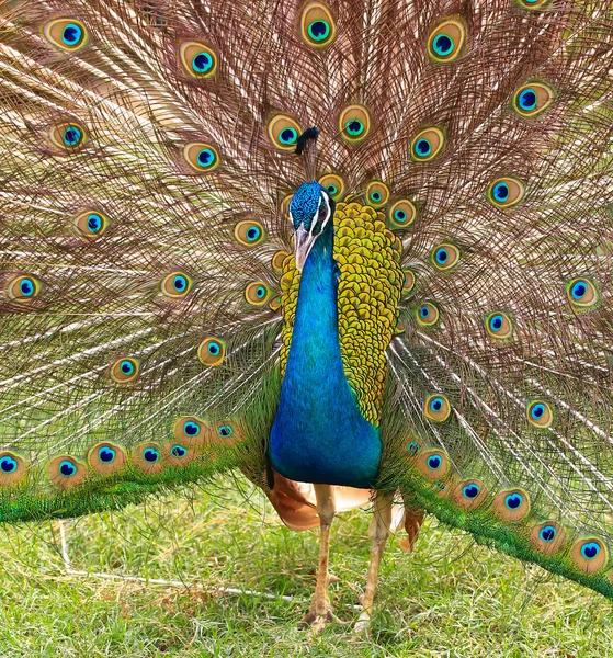 Green Peacock bird