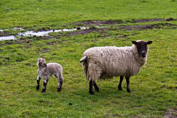 Ewe and lamb sheep on the muddy green pasture