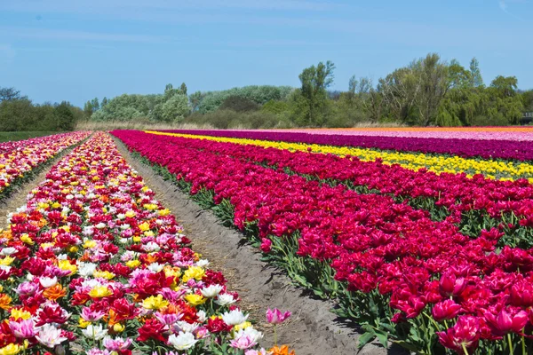 Tulip farm in the Netherlands