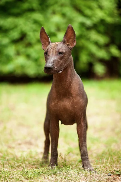 Mexican hairless dog outdoors on summer day