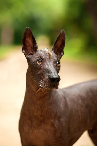 Mexican hairless dog outdoors on summer day