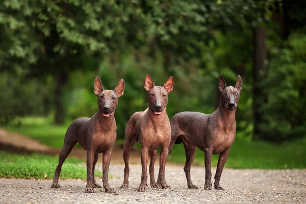 Three mexican hairless dogs outdoors on summer day