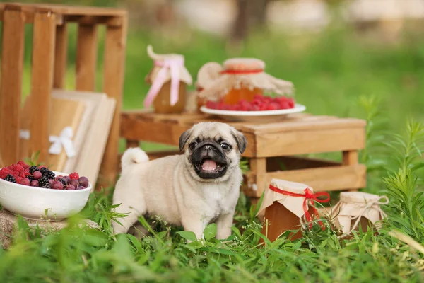 Pug dog puppy outdoors on summer day