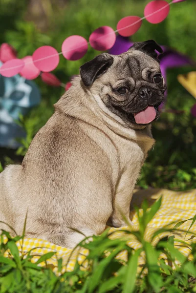 Pug-dog on a picnic party