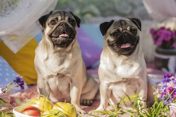 Two Pug-dogs on a picnic party