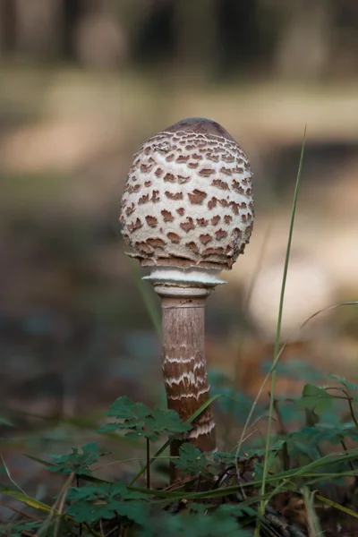 Poisonous mushroom Macrolepiota procera
