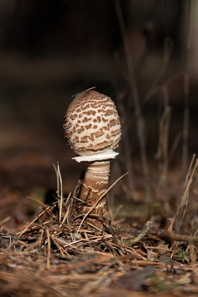 Poisonous mushroom Macrolepiota procera