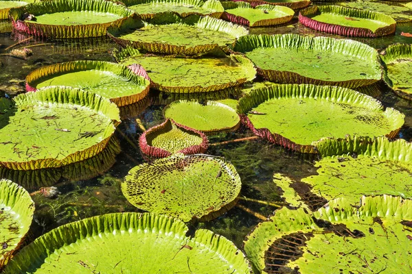 Giant water lilies at Sir Seewoosagur Ramgoolam Botanic Garden i