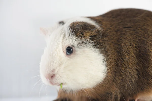 Closeup of cute guinea pig
