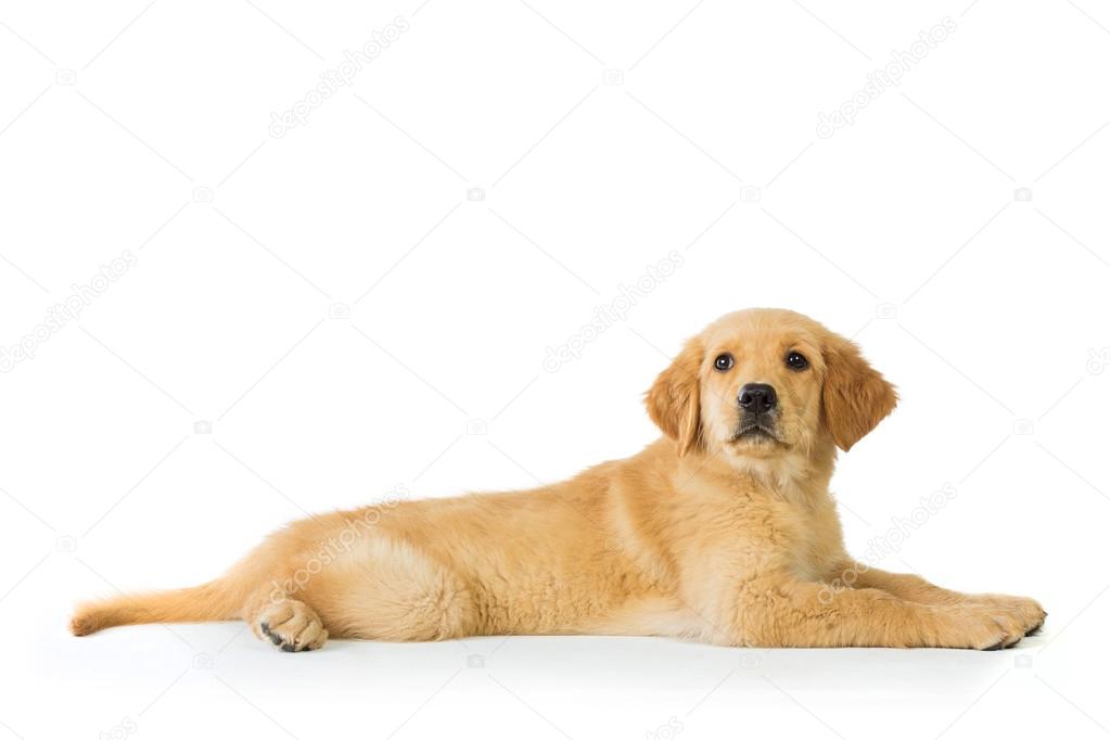 Hund Weißer Hintergrund Hund Weißer Hintergrund