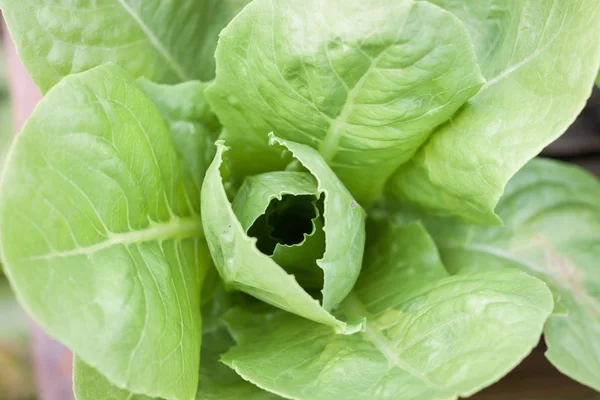 Close up Green Butter Head in organic farm