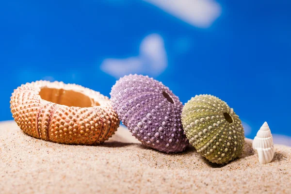Sea Hedgehog shells ion beach  sand and blue sky Background