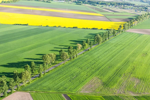 Aerial view of  road and green harvest fields