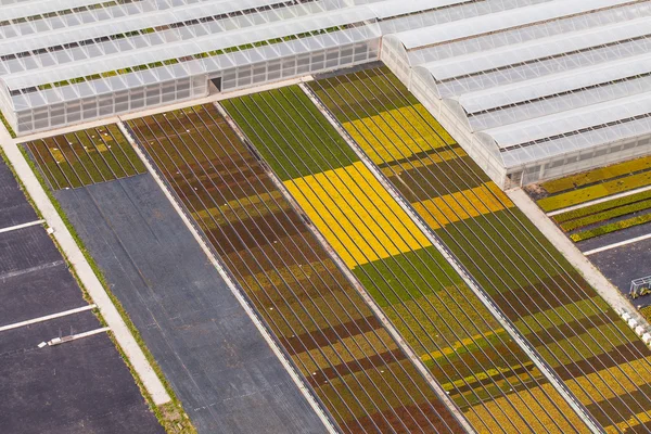 Aerial view of greenhouses