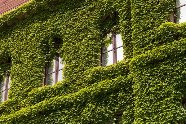 Wall of a building  covered with ivy