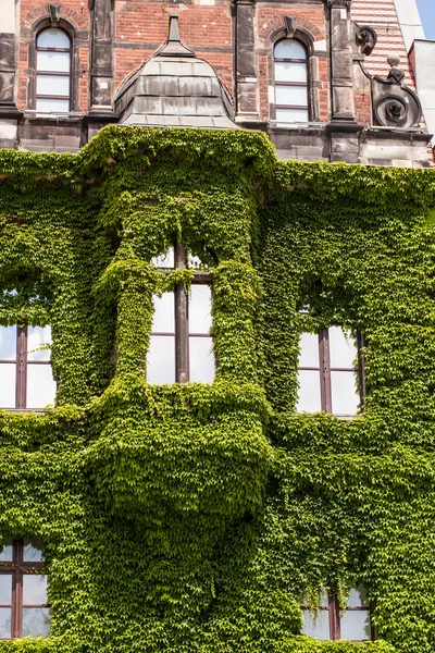 Wall of a building  covered with ivy