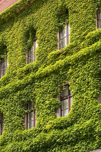 Wall of a building  covered with ivy