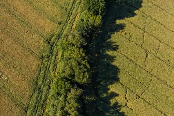 Aerial view of green harvest field