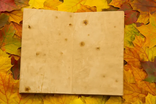 Old vintage empty open book on multi-colored maple leaves. Thanksgiving, autumn.