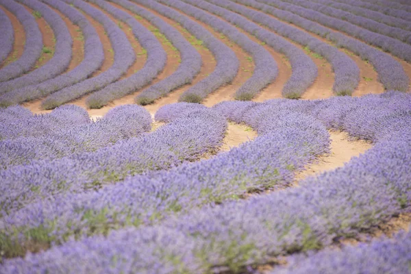 Tasmania Australia lavender field