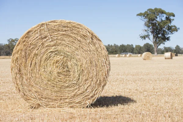 Rolled hay bales on farm land after harvest
