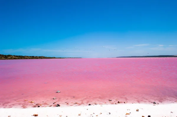 Pink Lake Australia Birds
