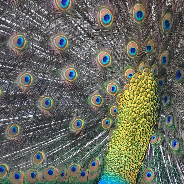 Green Peafowl feather