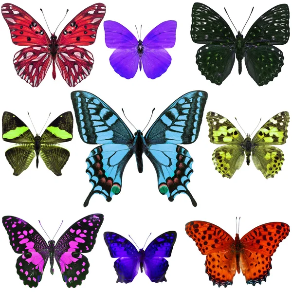 Collection colorful butterfly