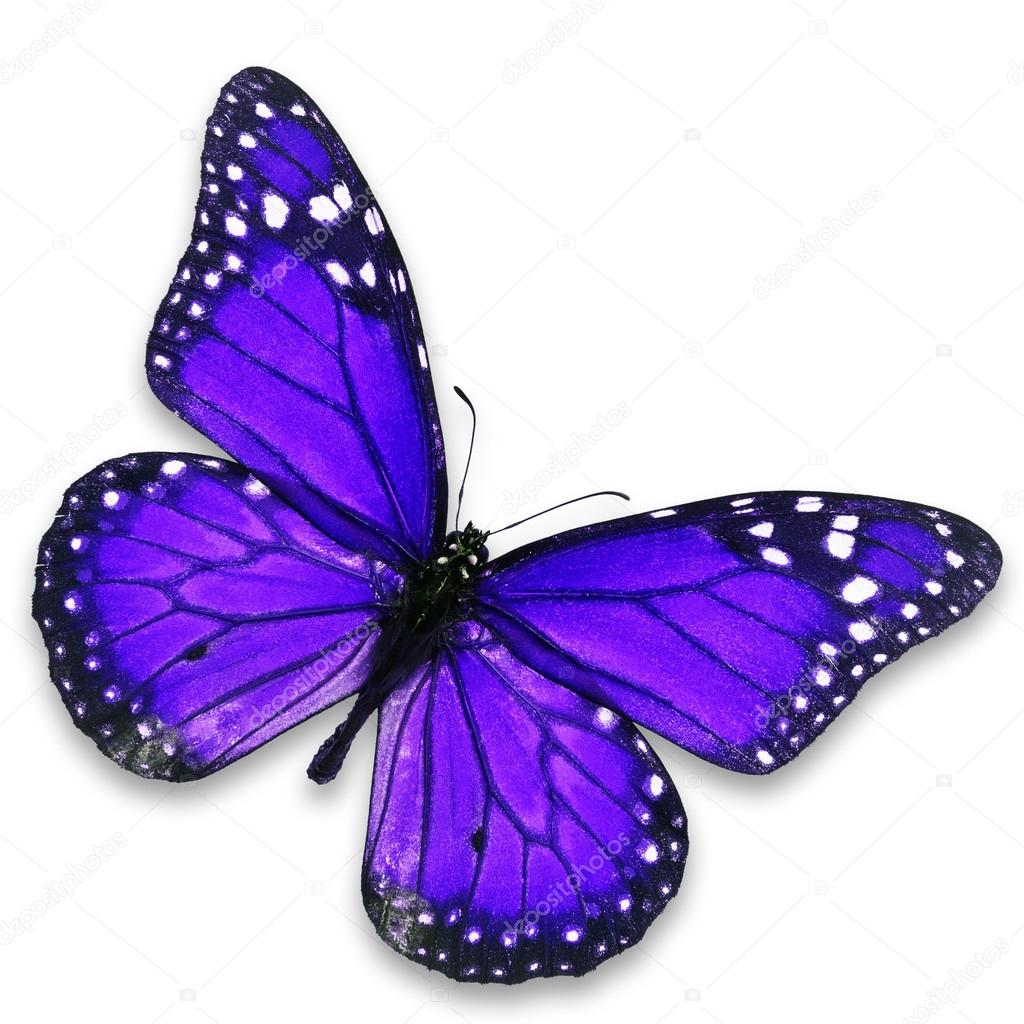 Фиолетовые бабочки на белом фоне